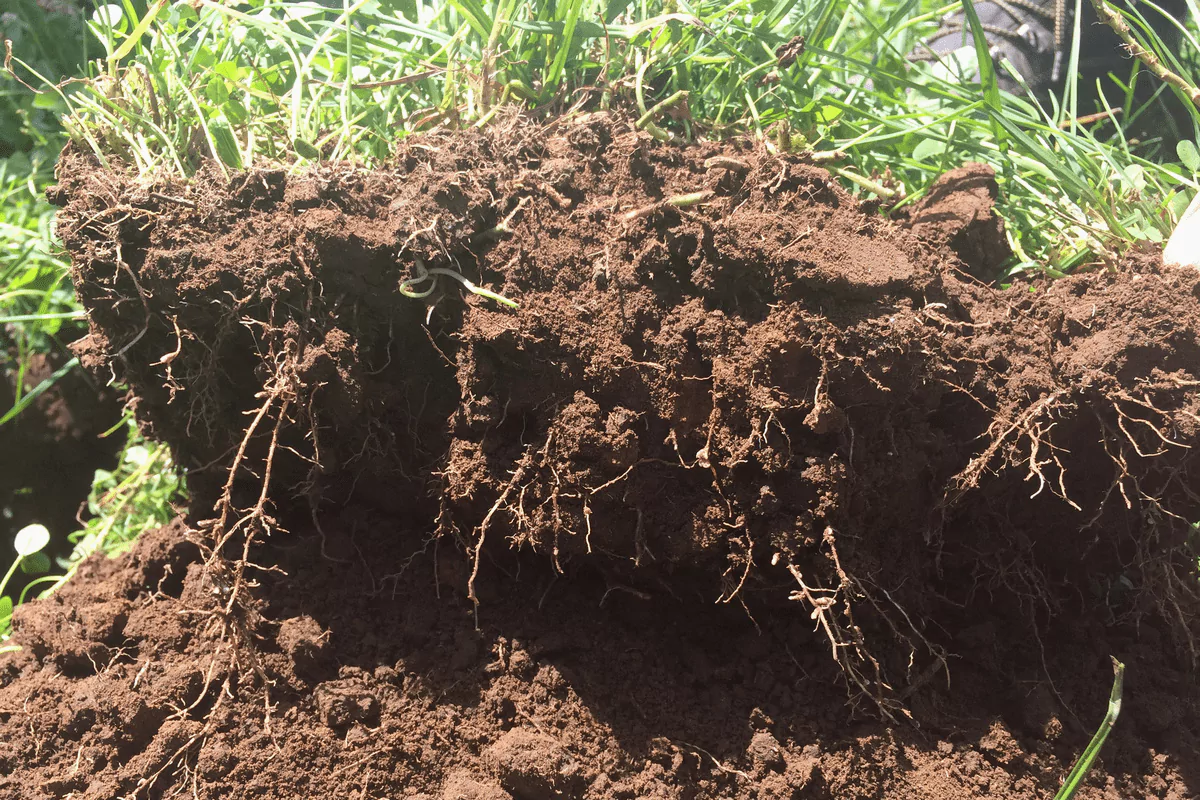 DoubleRoot AberLasting clover roots fixing nitrogen in soil