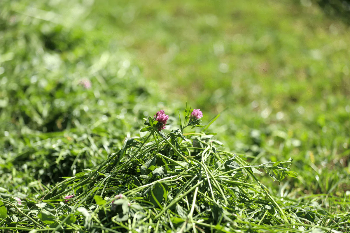 Perennial ryegrass and red clover silage