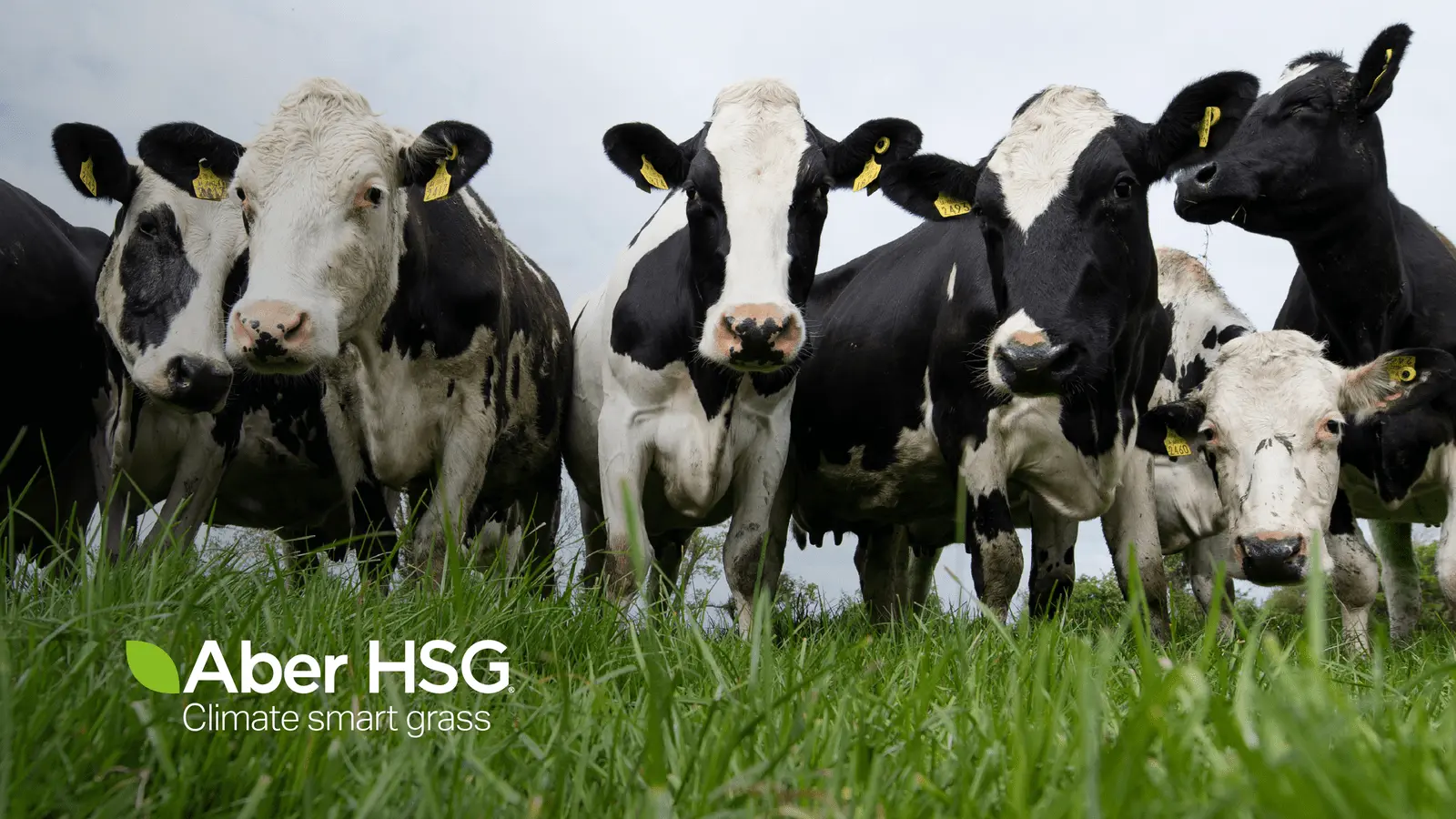 Aber High Sugar Grass from Germinal is ideal for livestock