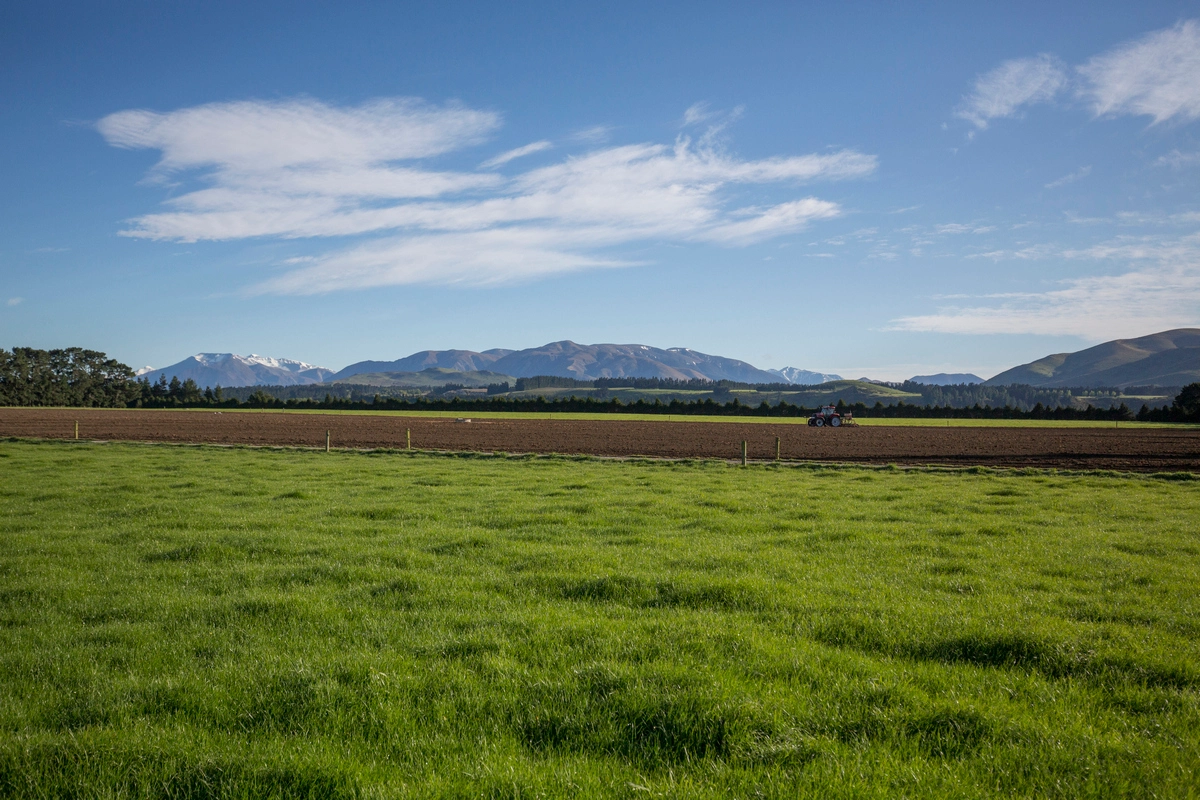 New Zealand pasture