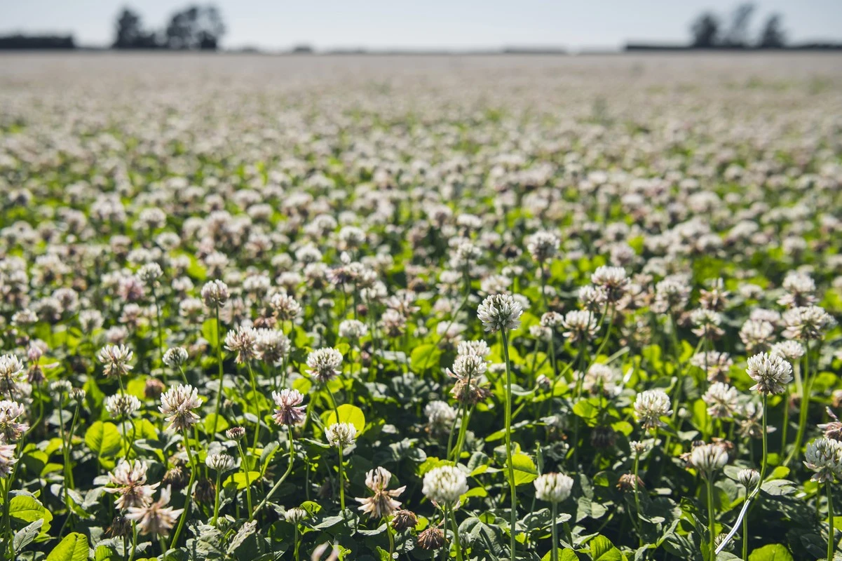 Clover content is paramount to growing quality dairy pasture